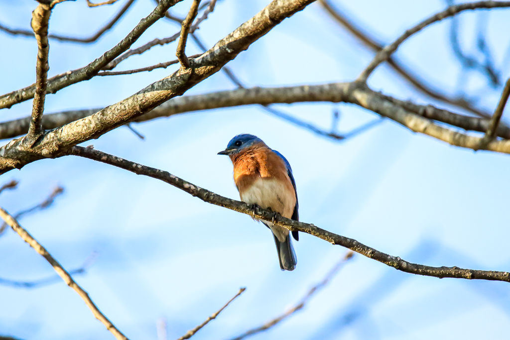 Backyard Birds NH-0156.jpg